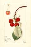Prunus avium: Montmorency