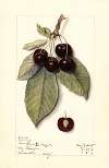 Prunus avium: Montmorency de Mezel