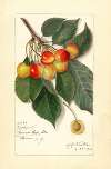 Prunus avium: Rockport