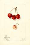 Prunus avium: Roe