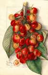 Prunus avium: Royal Anne