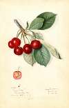 Prunus avium: Royal Duke