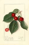 Prunus avium: Royal Novelle
