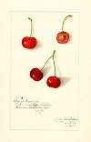 Prunus avium: Royal Novelle