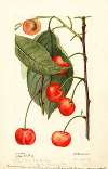 Prunus avium: Rupp