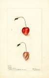 Prunus avium: Shelton