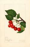 Prunus avium: Sidney