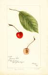 Prunus avium: Socsany White