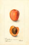 Prunus domestica: Montgamet