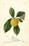 Prunus domestica: Ogon