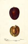 Prunus domestica: Pacific Prune