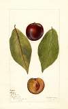 Prunus domestica: Pander
