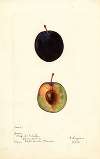 Prunus domestica: Coeur de Boeuf