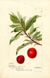 Prunus domestica: Yosobe
