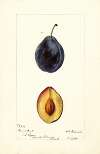 Prunus domestica: Grand Duke