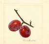 Prunus domestica: Illinois Ironclad