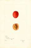 Prunus domestica: Jones