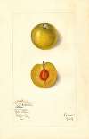 Prunus domestica: Kelbolan