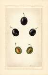Prunus domestica: Mackinan