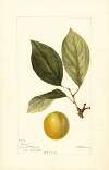 Prunus domestica: Madison
