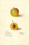 Prunus domestica: McLaughlin