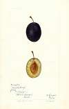 Prunus domestica: Middleburg