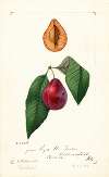 Prunus domestica: Tucker