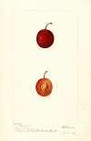 Prunus domestica: Warren