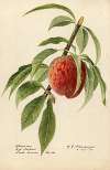 Prunus persica: Alexander