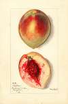 Prunus persica: Baston