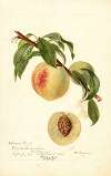 Prunus persica: Chinese