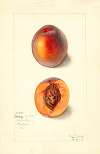 Prunus persica: Dewey