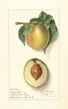 Prunus persica: Greensboro