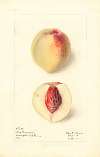 Prunus persica: Lord Palmerston