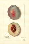 Prunus persica: Steadley