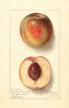 Prunus persica: Uneeda Cling