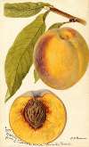 Prunus persica: Marcella