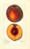 Prunus persica: Masons Orange