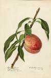 Prunus persica: Mayflower