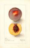 Prunus persica: Micado