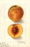 Prunus persica: Oliver