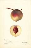 Prunus persica: Rodgers