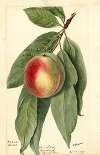 Prunus persica: Sneed