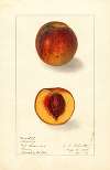 Prunus persica: Sterling