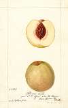 Prunus persica: Stevens Late