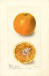 Citrus sinensis: Bishops Favorite
