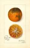 Citrus sinensis: Blood Tardiff