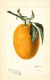 Citrus sinensis: Joppa