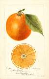 Citrus sinensis: Large St