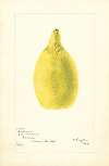 Citrus aurantiifolia: Castleman